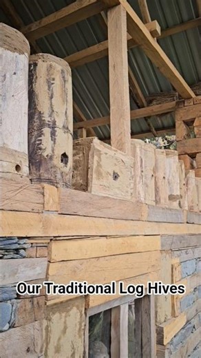 Hamari Traditional Log Hives #honeybee #bee #loghive #beekeeping #beekeeper #traditional #honey