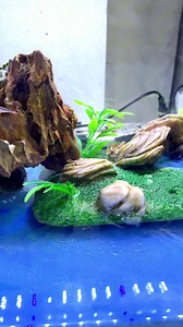 Exotic Turtle - Red eared slider 🐢🫧 . ||.................Contact us.................... . 076 025 0061 / 076 909 0178 . || No. 250, Hendala Road, Kerawalapitiya Junction, Wattala., Kerawalapitiya, Sri Lanka. . . #royalaquariumwattala #wattala #colombo #foryou #turtle #viral | Royal Aquarium & Pet Accessories