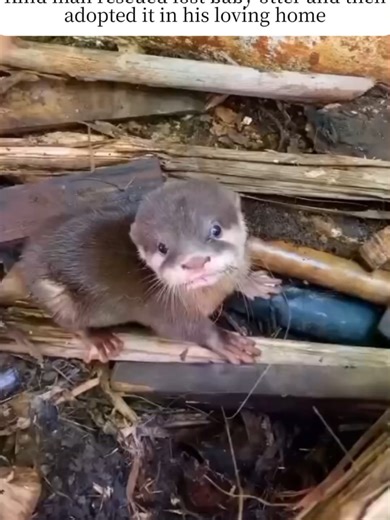 Man Rescues and Adopts Lost Baby Otter