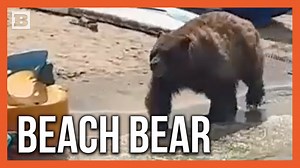 306K views · 2.9K reactions | A bear was spotted in South Lake Tahoe taking a stroll across shallow water, as seen in video captured towards the end of August. | Breitbart | Facebook
