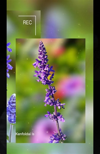 💦 Blue Salvia coccinea : Location Chiang Mai Thailand 🇹🇭 💦 Salvia coccinea is most commonly known for its red, pink, and white flowers, there is no naturally occurring blue variety of Salvia coccinea. However, there are other blue-flowered species in the Salvia genus, such as Salvia azurea (Blue Sage) or Salvia farinacea (Mealycup Sage), which are often confused due to their similar structure. 🧚‍♀️ Scientific Name: Salvia coccinea (Blue Mutation) 🧚‍♀️ Common Name: Blue Scarlet Sage, Azure 