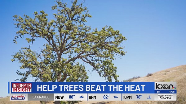 These tree types are most at risk of heat and drought stress in Central Texas