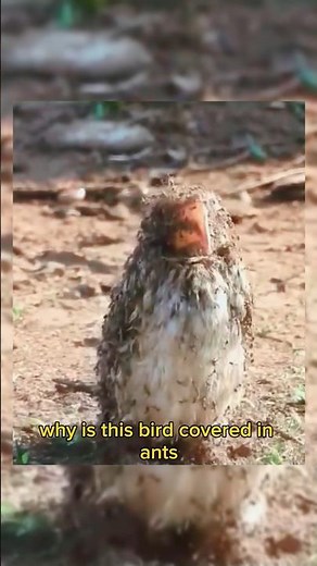 Why This Bird Lets Ants Crawl All Over Its Body 🐦🐜 | Amazing Bird Behavior