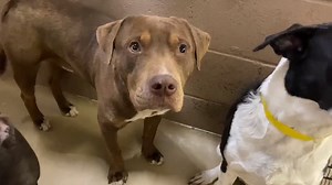 ❤️❤❤ 3/12/20 SAFE! Proto took a freedom ride with his new family today! Thank you all for sharing - it really works! And thank you so much to the family who made the choice to adopt an Urgent Shelter Dog! Happy Tails Proto! ❤️❤️❤️❤️❤️ ⚡Proto wants to get out of the shelter, but it is really hard! There are so many dogs and the smaller ones always seem to get to leave first. Promo is a nice, calm boy who is friendly with other dogs and people too. He is only 52 pounds and 5 years old. He must be 