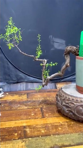 Easy way to transplant a bomb site, Tree #bonsai #winatabonsai #ficusbonsai
