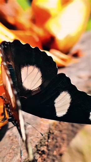 Ibrahim M | Content Producer on Instagram: "🦋 Wings of Wonder in Zanzibar 🦋 Step into a dreamy world at the Butterfly Center where colors flutter, peace hums, and nature puts on its most delicate show 🌿✨ This magical experience is part of our exclusive nature tours—we’d love to take you there! Visit www.yournexttriptoparadise.com￼ for more info or contact us directly via WhatsApp at +255 768 779 517 or email info@yournexttriptoparadise.com 📩📱"