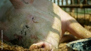 Sow of domestic pig Sus domesticus swine sleeps, hog in a cage profile close-up or detail pink snout nose, breeding on bio organic farm, traditional farming for quality pork, trough of food