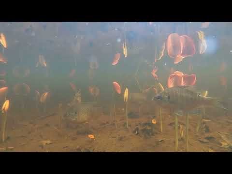 Underwater Marsh Cam - 4/17/2026