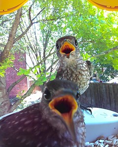 446 reactions · 26 shares | Bird lover’s dream come true!  Bird Buddy lets you enjoy every bird up close.  Get instant notifications when a bird visits  Easily identify over 1000 species  Create a personal collection of photos & videos Discover Bird Buddy today ➡️ https://mybirdbuddy.com/ | Birdbuddy | Facebook