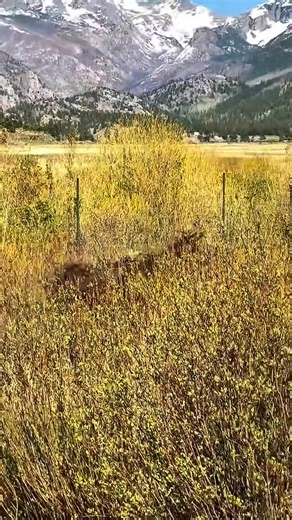 13K views · 140 reactions | Amazing Moose Encounter 歷 | Wildlife Explore | Facebook