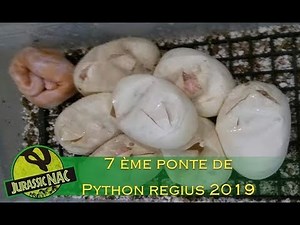 7 ème ponte de Python regius 2019: "albinos" x "albinos"