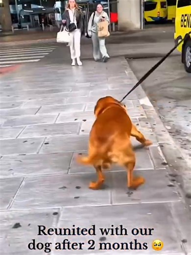 RenkOo (@renko2569)’s videos with original sound - RenkOo