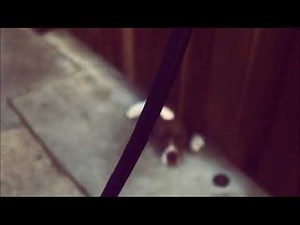 Knxwledge - klemintine|taype