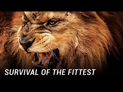 Evolution and Survival of the Fittest