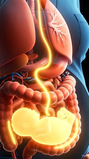 Women Pregnant - 3D Animation women pregnant #shorts #3danatomy #3danimation