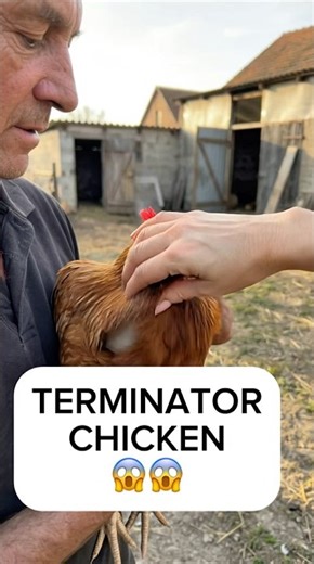 This is not a real chicken bun moves like one #robot #chicken #animatronics