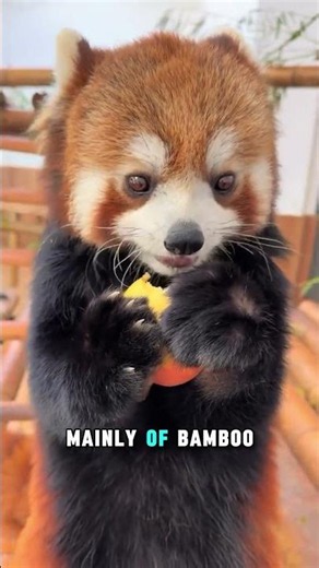 Red Panda Facts You Probably Didn’t Know