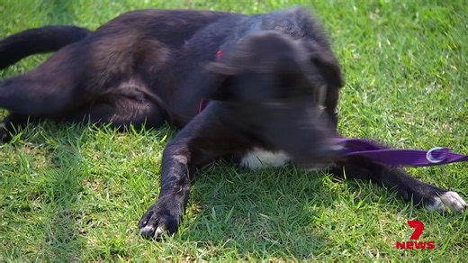 This week the RSPCA has a young rescue dog perfect for a family with older children. Tucker might be a bit shy at first, but will become a cuddly companion in the right home. 7NEWS at 6pm 📱 Download the 7NEWS app: 7news.link/7newsapp #7NEWS | 7NEWS Toowoomba