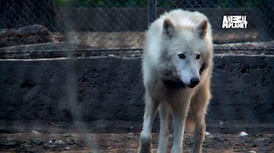 This week on PENGUINS ON THE MOVE: GREAT ANIMAL MOVES, three saltwater crocodiles are moving from a zoo in France, where successful breeding has resulted in overcrowding in the enclosure. Boris, a Bowmouth ray-shark at Birmingham's National Sea Life Centre is making the 125 mile journey to Blackpool in search of love with a carefully selected female called Betty. And in Hungary, a wildlife transporter tries all the tricks of the trade to lure two timid arctic wolves, Anwik and Inoko, into their 