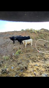 Another day another roping video. #warmspringsgrazingassociation #310ranchropes #Rangerider #cowboys 3:10 Ranch Life #tracer #lasyBleatherwork #cowcamp | Clay Allison