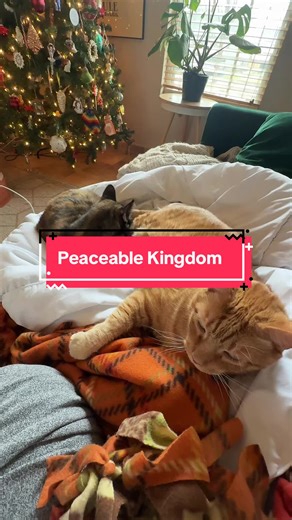 @TherapetMD makes a fine product for calling your #cats down. Here is some proof. Pyewacket is grooming cheeseball instead of trying to eat his face like a cheeseburger. #cheeseball #therapet #catsoftiktok