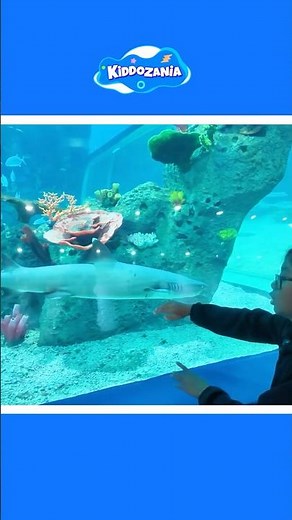 Visiting an Aquarium | Sea Animals for Kids | Fun Ocean Learning Adventure
