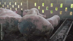 View of pigs at a livestock farm, group of piglets and swine gathered in a pen. Agricultural setting showing farm animals, rural environment, and modern livestock farming practices.