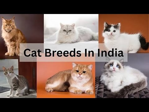 Ultimate Guide to Top Cat Breeds in India: Prices | शीर्ष बिल्ली प्रजातियाँ: कीमत और जानकारी #cat