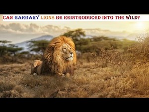 Will Barbary Lions Be Reintroduced To The Wild?
