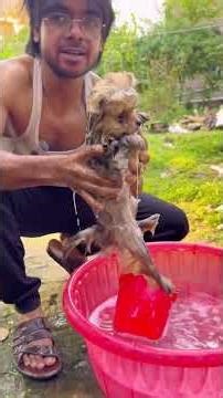 লাড্ডুর প্রথম স্নান 😍 #dog #pets #dailyvlog