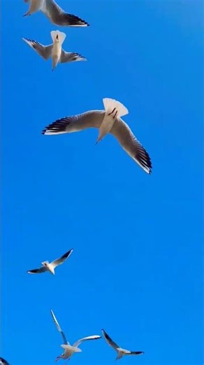 Peaceful Birds Flying in the Sky | Nature Short #shots