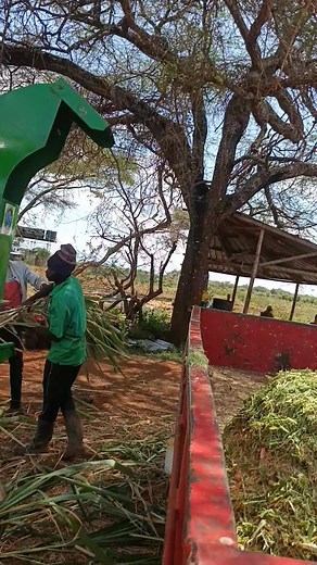 21K views · 52 reactions | PTO SILAGE CHOPPER MILL. POWER: TRACTOR PRODUCTION: 4000 KGS PER HOUR. VERY EFFICIENT AND LOW MAINTENANCE COSTS. FREE DELIVERY AND TESTING PAYMENT AFTER DELIVERY. PHONE 0724739126 | Nakuru Reliable Machinery services and Poshomills | Facebook