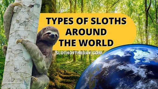 Types of Sloths Around The World