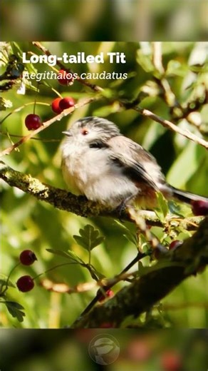 Cute Long-tailed Titmouse Looks Like a Cotton Ball!