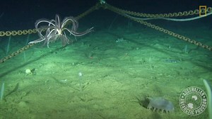 924K views · 8.5K reactions | Scientists finally have a way to monitor seafloor biodiversity in places that aren't physically reachable—like the Antarctic continental shelf. | National Geographic | Facebook