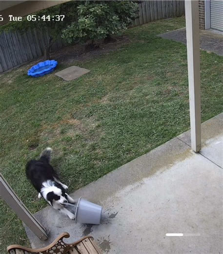 Border Collie Dancing Fun