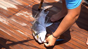 Check out this deep sea fishing trip we took out of Orange Beach, where we caught wahoo, mahi, tuna, marlin, and more! This episode is powered by Boaters List. Be sure to check us out for everything you need on the water! | Boaters List TV