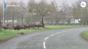 Big herd of deer crosses the road in a surprising video