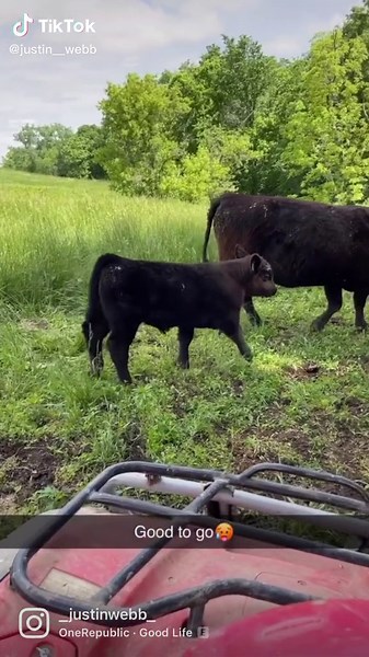 #steerbidder #martschingshowcattle10/25/22 #4you