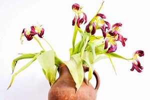How Do You Save A Dying Tulip?