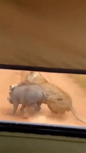 It was a good fight between the lion and the puma,imagine being in the heart of africa and watching this beast #UgandaFruits #viralvideochallenge #kenya #kenya #ugandanews #gorilla #Update #Uganda | Sipi Falls Uganda Tours | Facebook