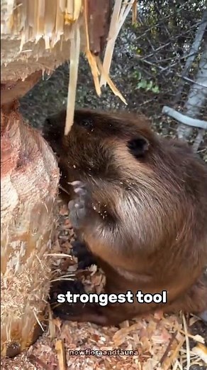 Beavers: Nature’s Smartest Engineers! 🦫 #beaver