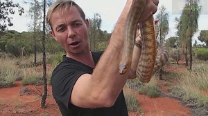 Venomous snake eating python