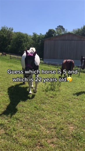 well...#horse#castaways#equestrian#fail#fy#backyardigans#pony#foryou