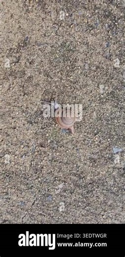 Siamese Common Snail, Sarika siamensis, is slowly crawling on the sand Stock Video Footage - Alamy