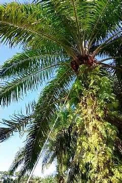 #fypviral tebak ini di India apa di Indonesia