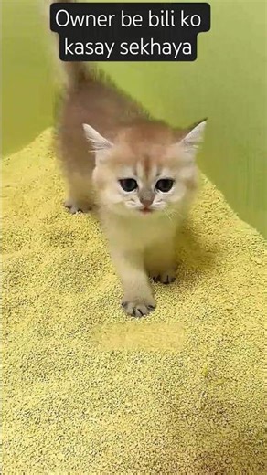 Naughty Cat Sleeps During Training😱 #shorts #funny #trending #cat #viral