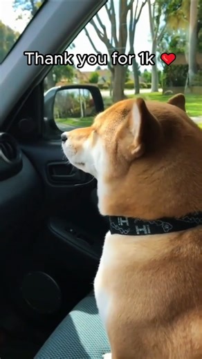 Why do dogs dance like this?😂🐶