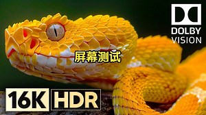 【4K HDR】Next Level of Dolby Vision 4K HDR 240fpsI屏幕测试，极致画质|杜比视界|电视屏幕测试|手机屏幕测试 |