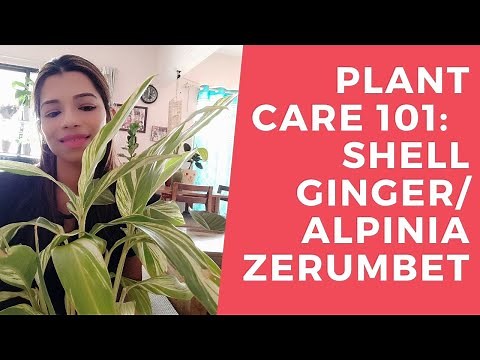Shell Ginger : Plant 101 | Alpinia Zerumbet/ Shell Ginger Complete CARE Guide and Propogation